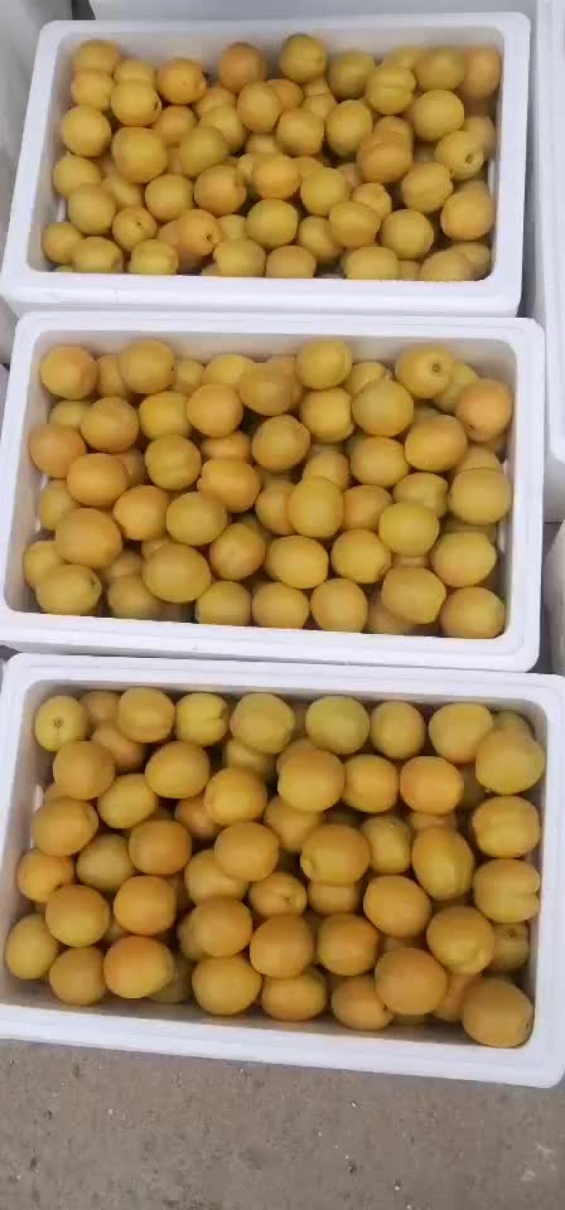 珍珠油杏