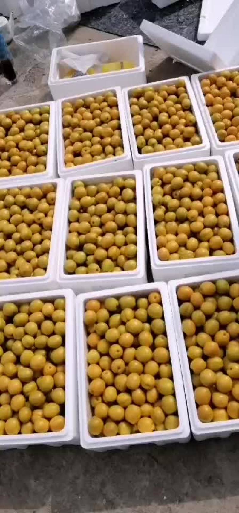 珍珠油杏