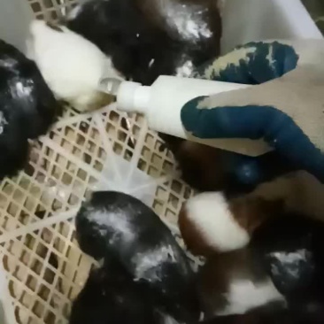 豚鼠