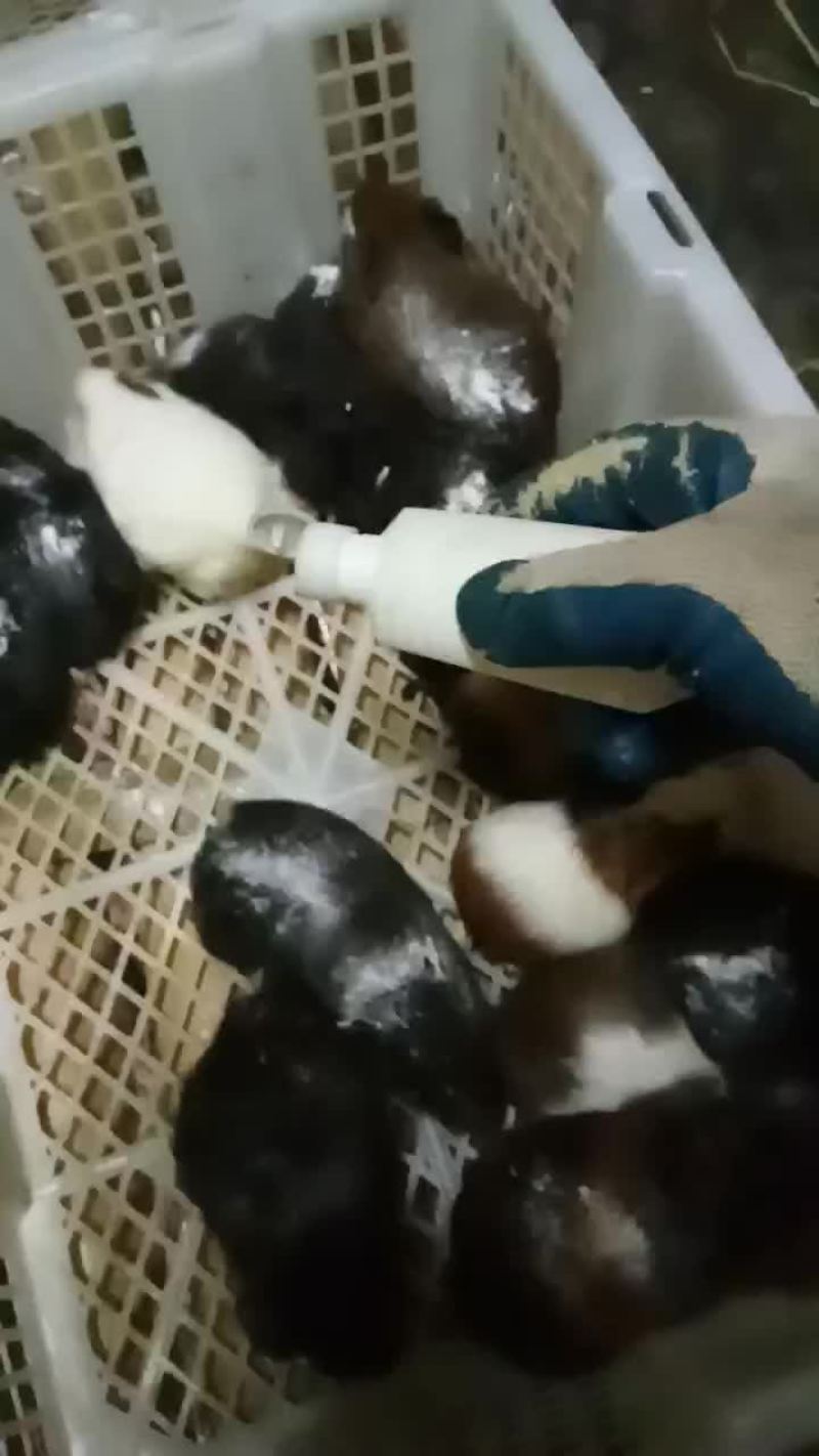 豚鼠