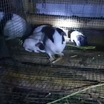 宠物鼠~签合同包回收