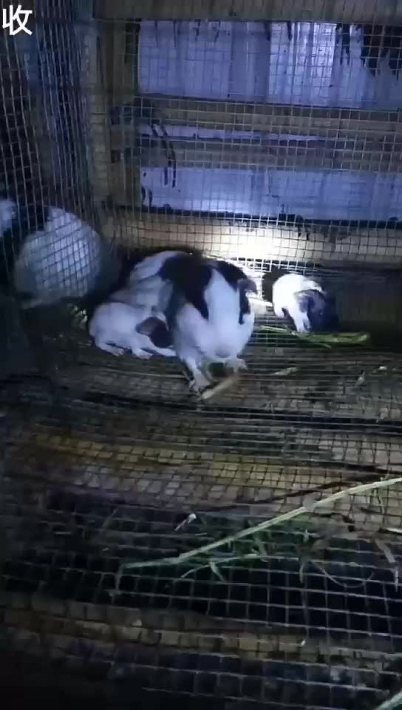 宠物鼠~签合同包回收