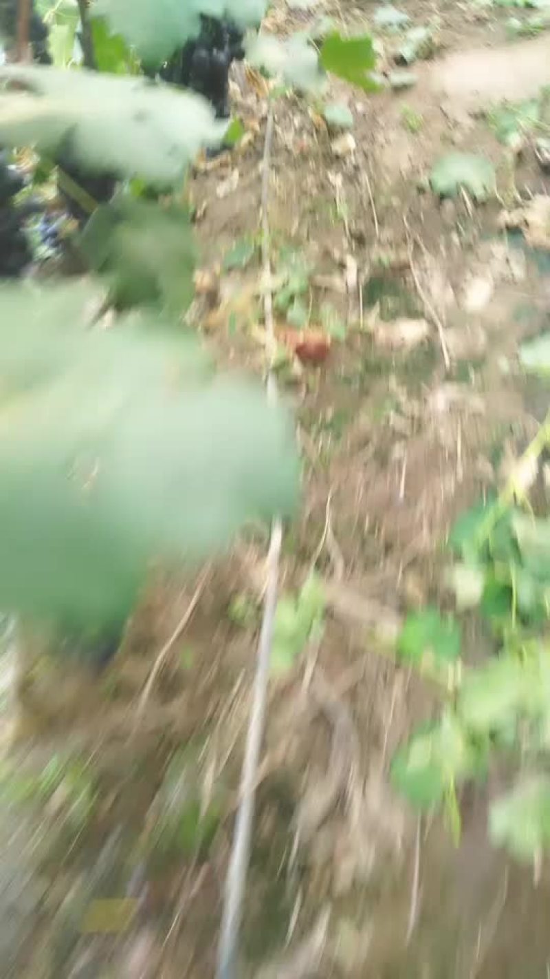 夏黑葡萄