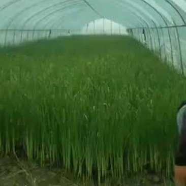 香蒲