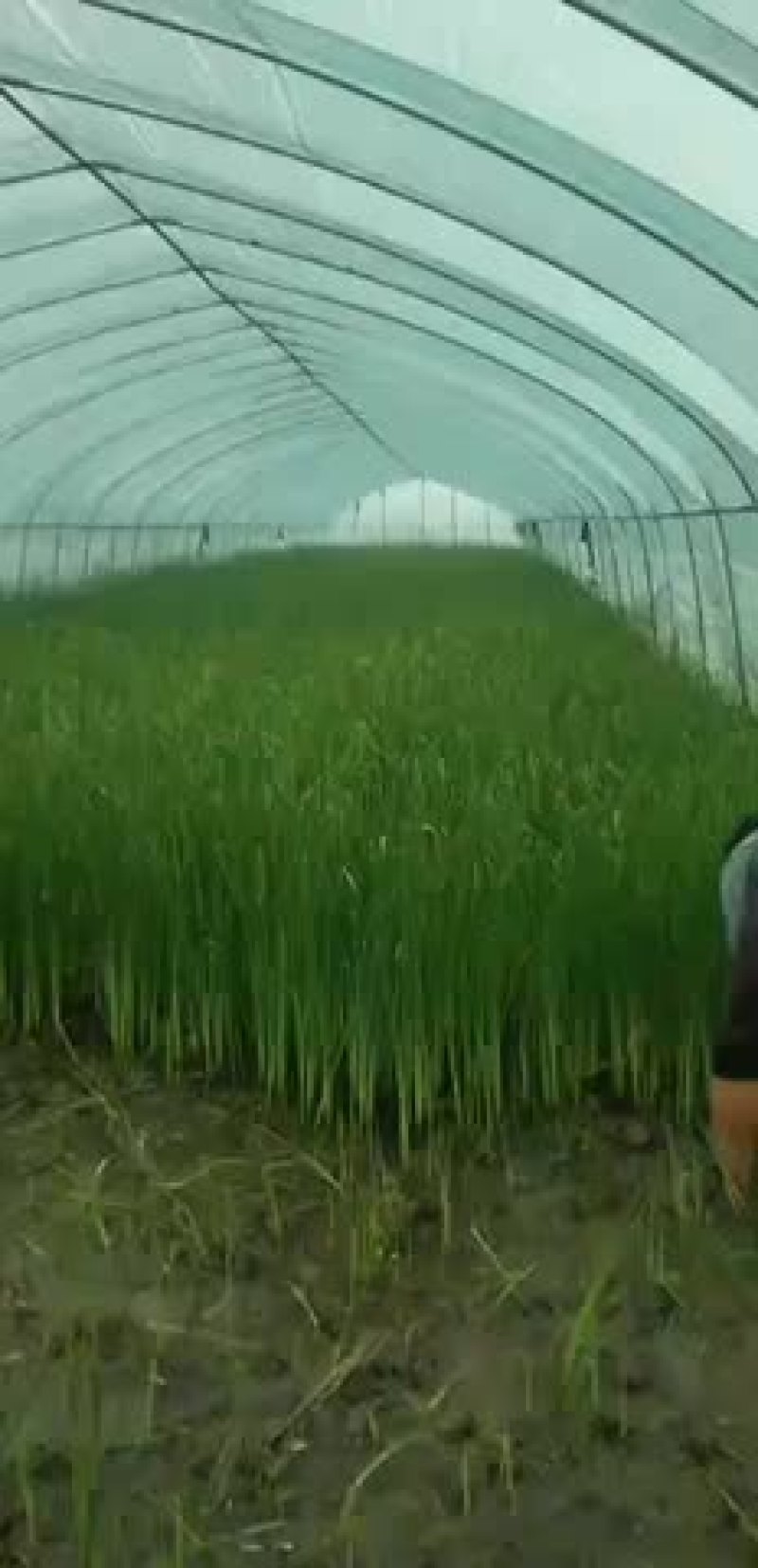 香蒲