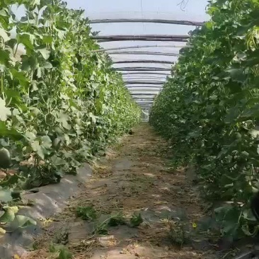 哈蜜瓜晓蜜25