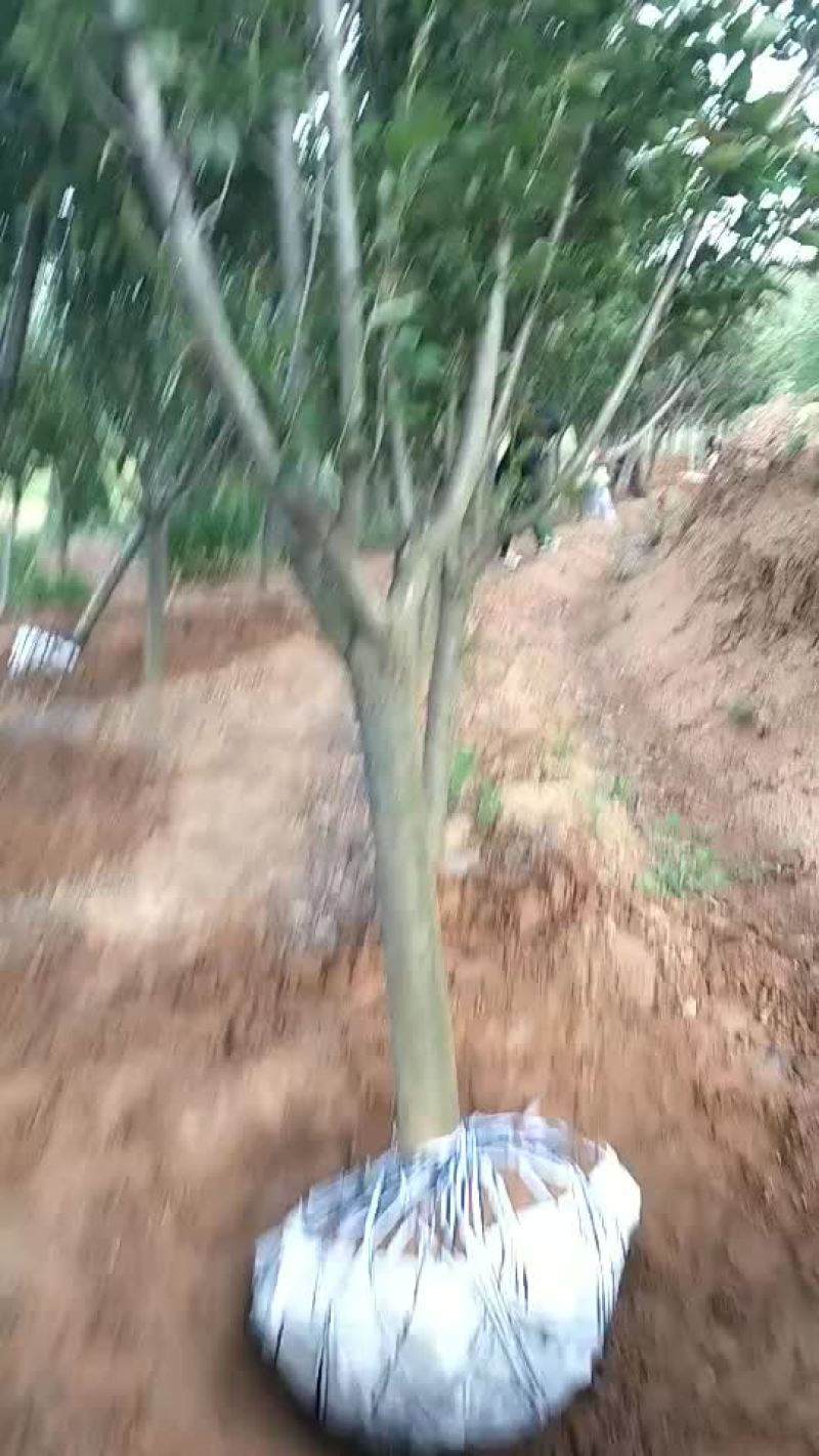 自家苗圃晚樱，地径8～12，分枝点90
