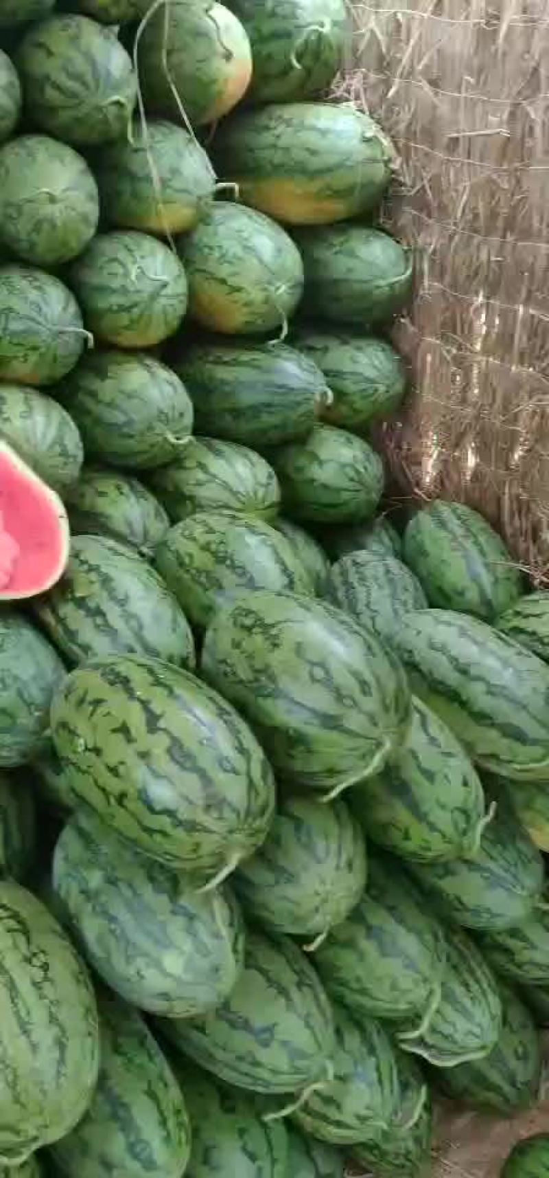 绿裳黑美人。