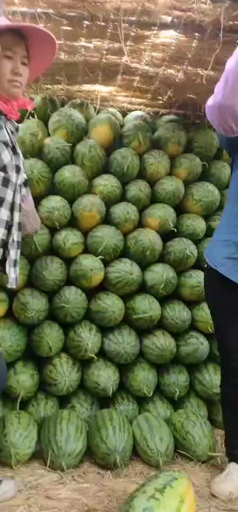 绿裳黑美人。