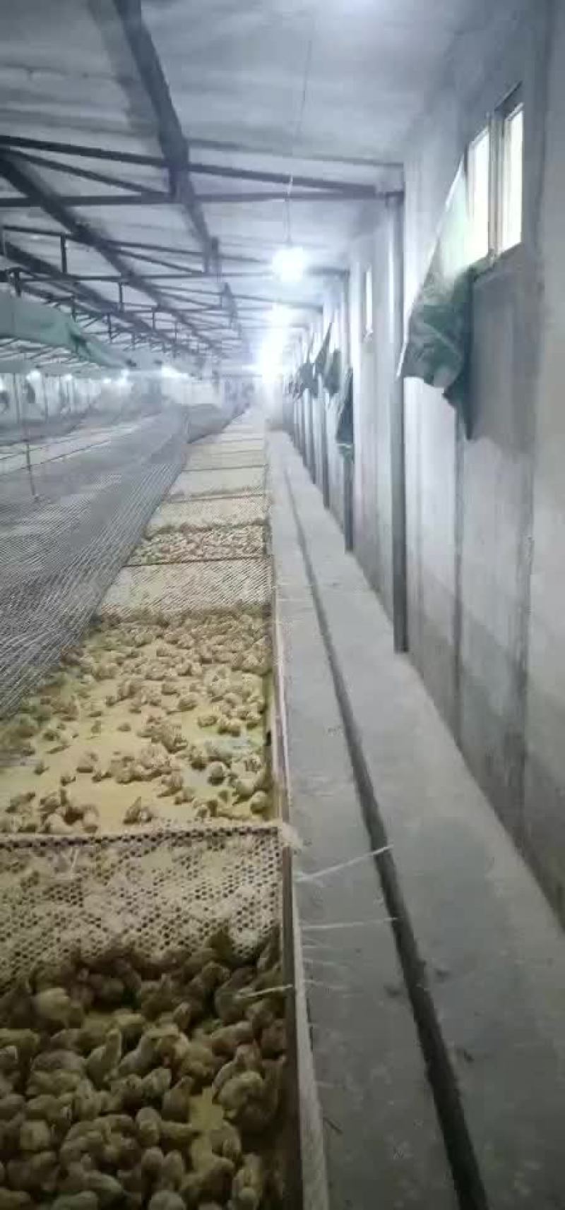 青年鹌鹑苗出售