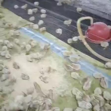 青年鹌鹑苗出售