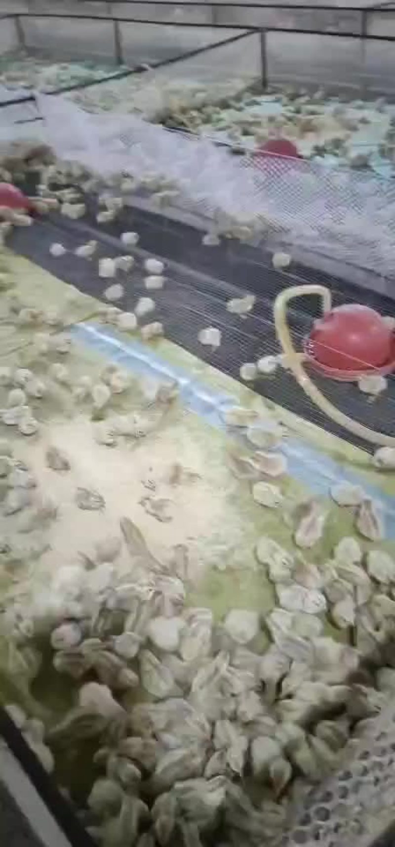 青年鹌鹑苗出售