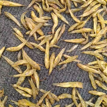 油炸小黄鱼