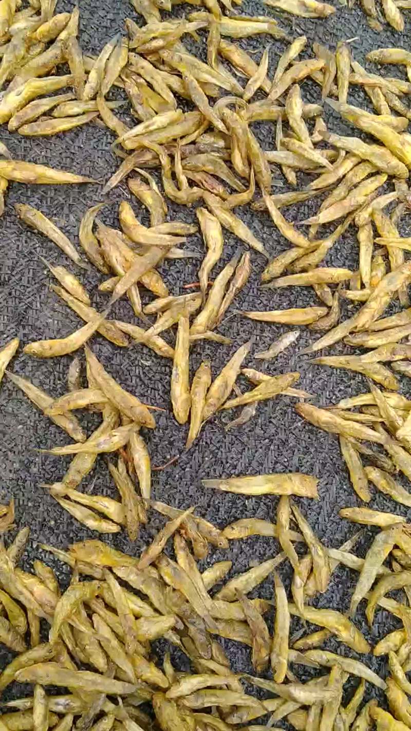 油炸小黄鱼