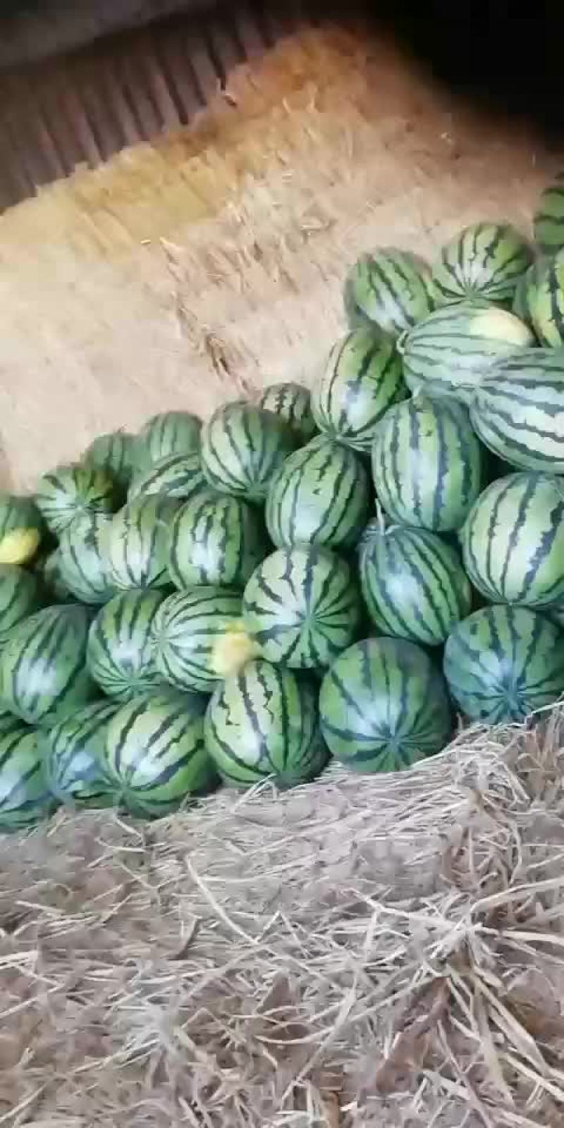 甜王西瓜
