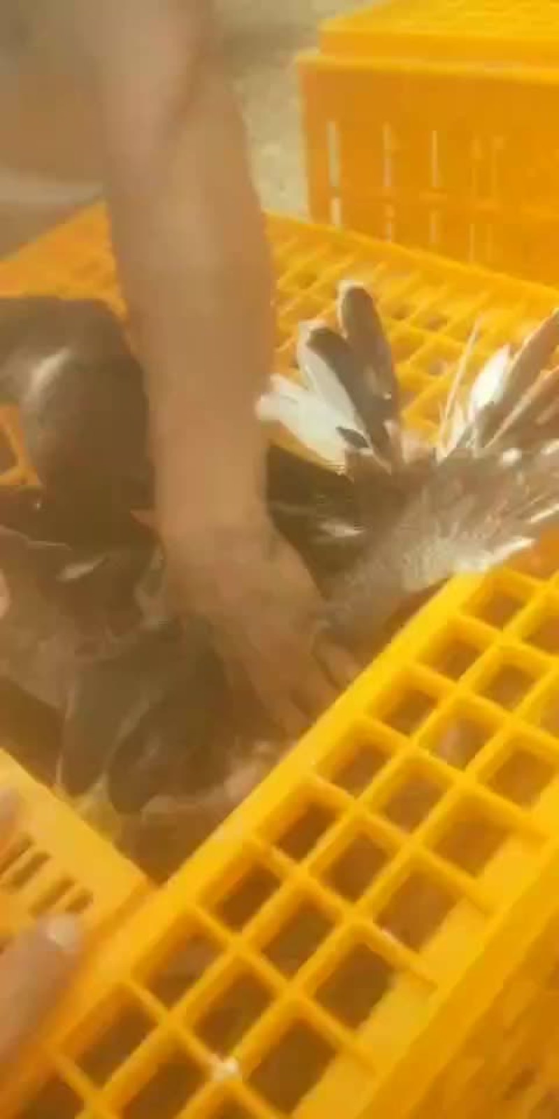 麻鸭