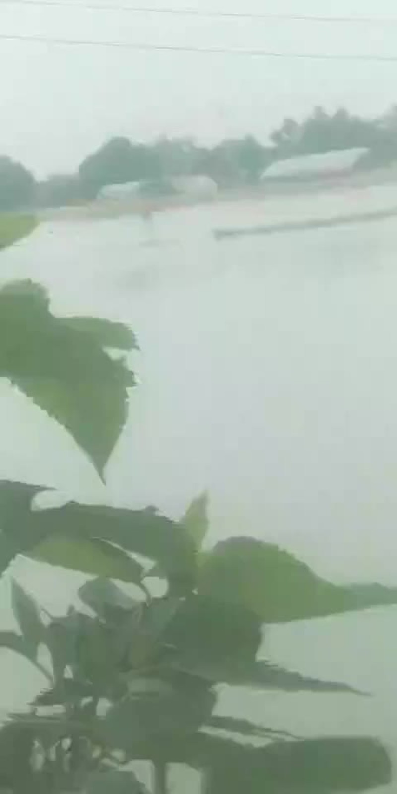 麻鸭