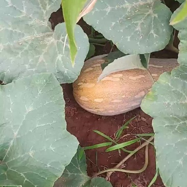 蔬菜