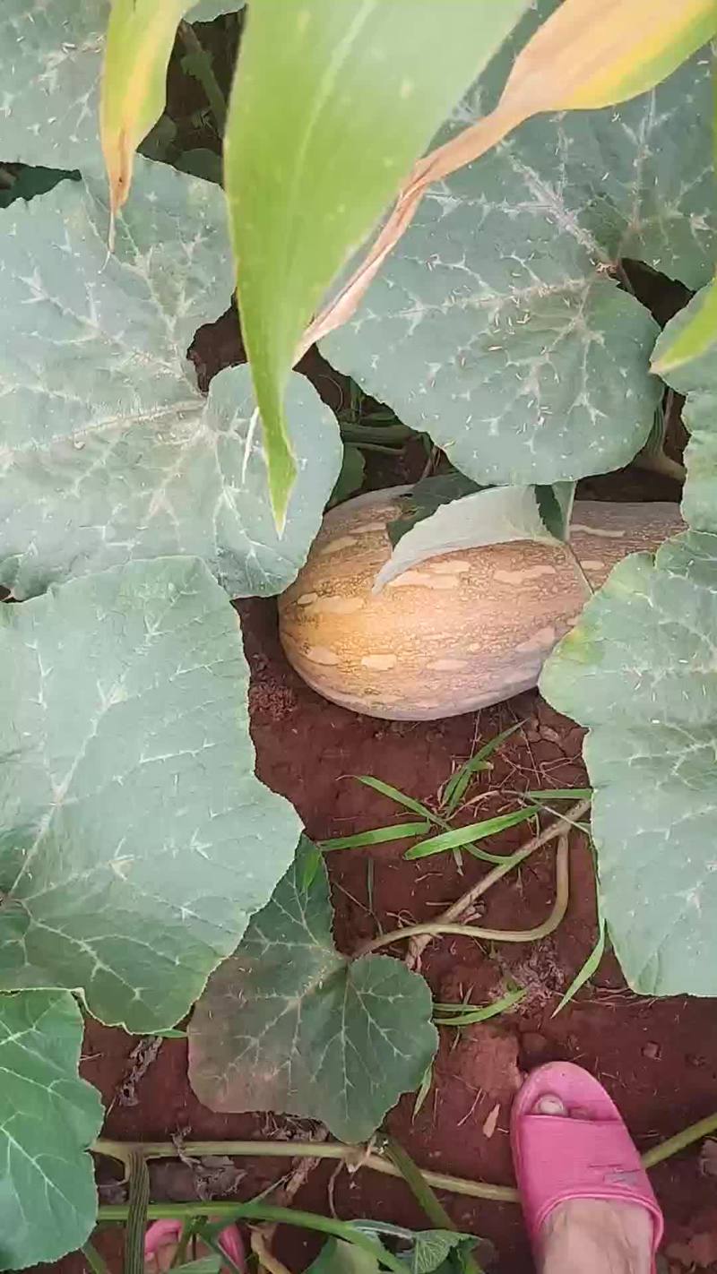 蔬菜
