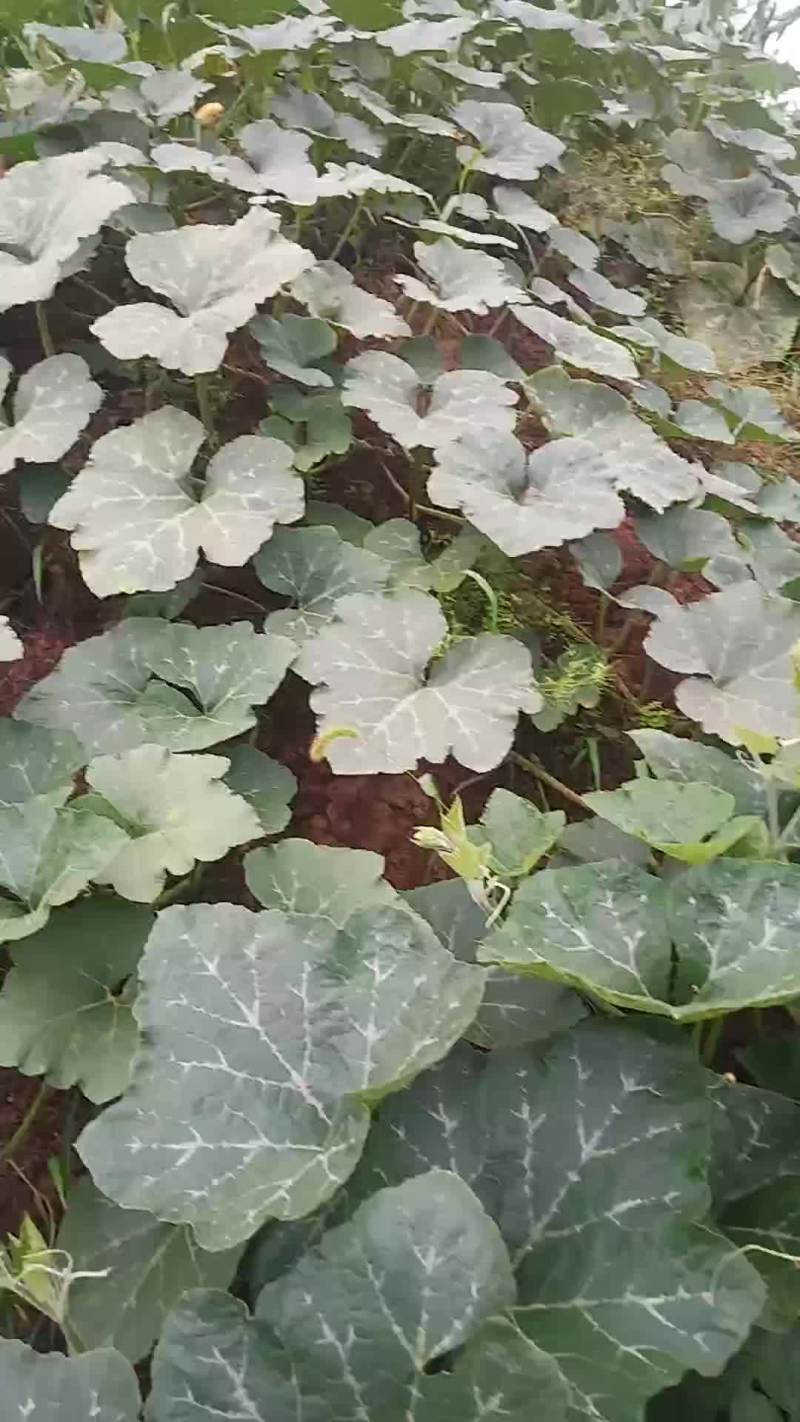 蔬菜