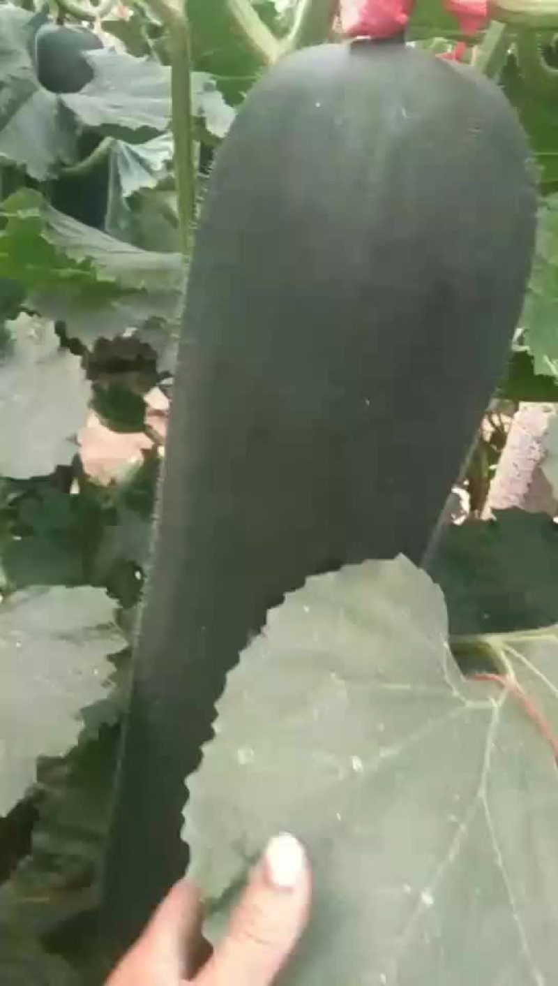 黑皮冬瓜，产地值供，质量好价格合理