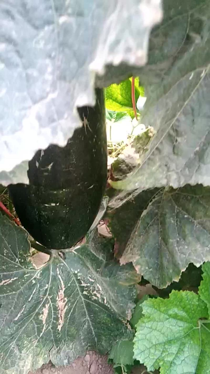 黑皮冬瓜，产地值供，质量好价格合理