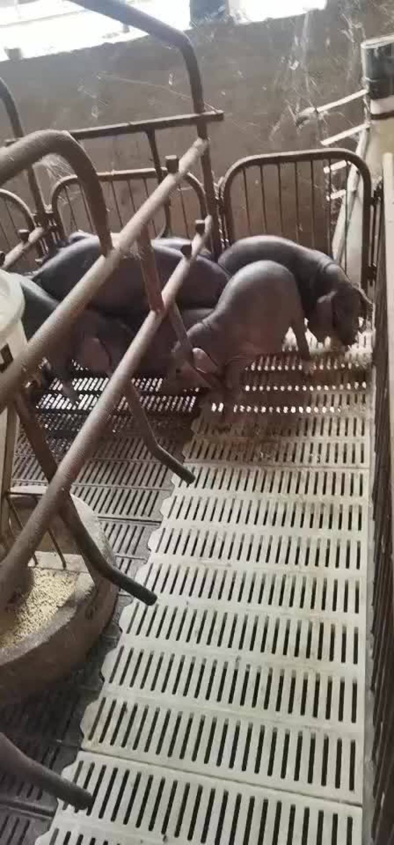【太湖母猪】太湖高产原种母猪诚信商家一手货源