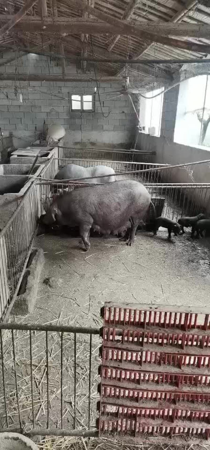 【太湖母猪】太湖高产原种母猪诚信商家一手货源