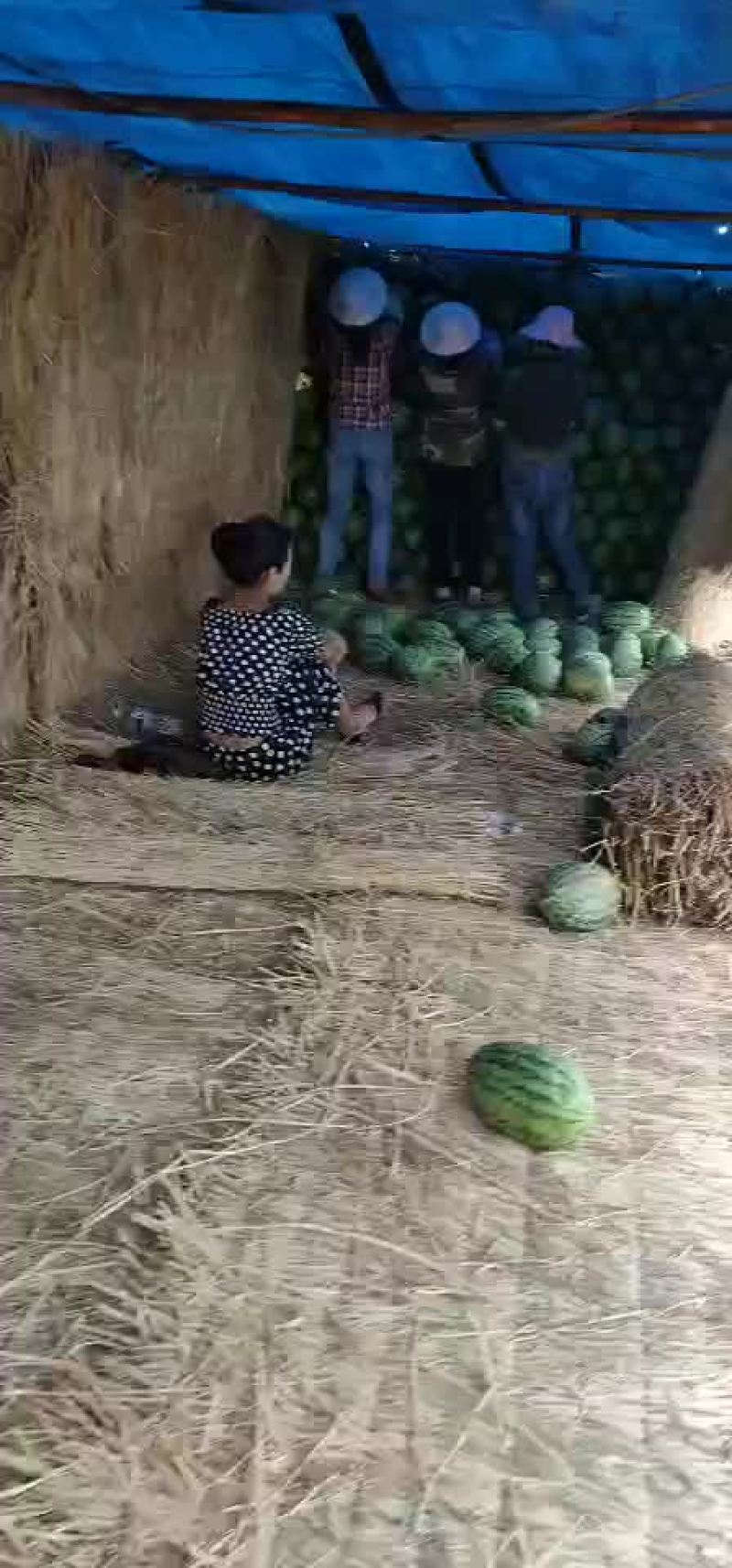 多年经历专业代发代发