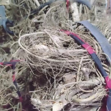 野生白花牛奶根，树瓜根福建三明永安本地竹叶白花牛奶根