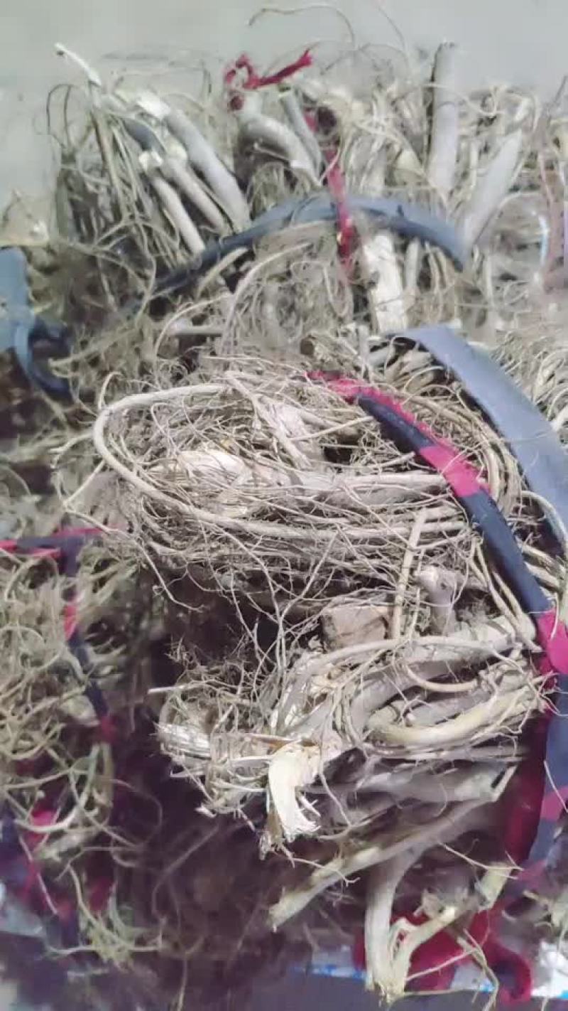 野生白花牛奶根，树瓜根福建三明永安本地竹叶白花牛奶根
