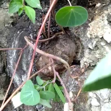 云南山乌龟