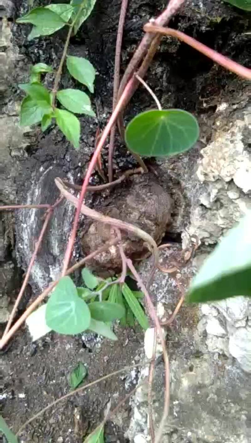 云南山乌龟