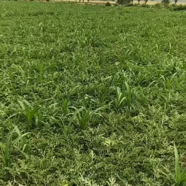 台头西瓜自产自销