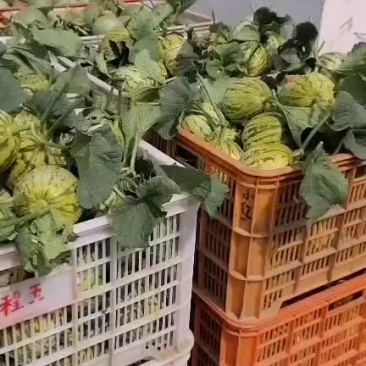 花蕾，绿宝甜瓜