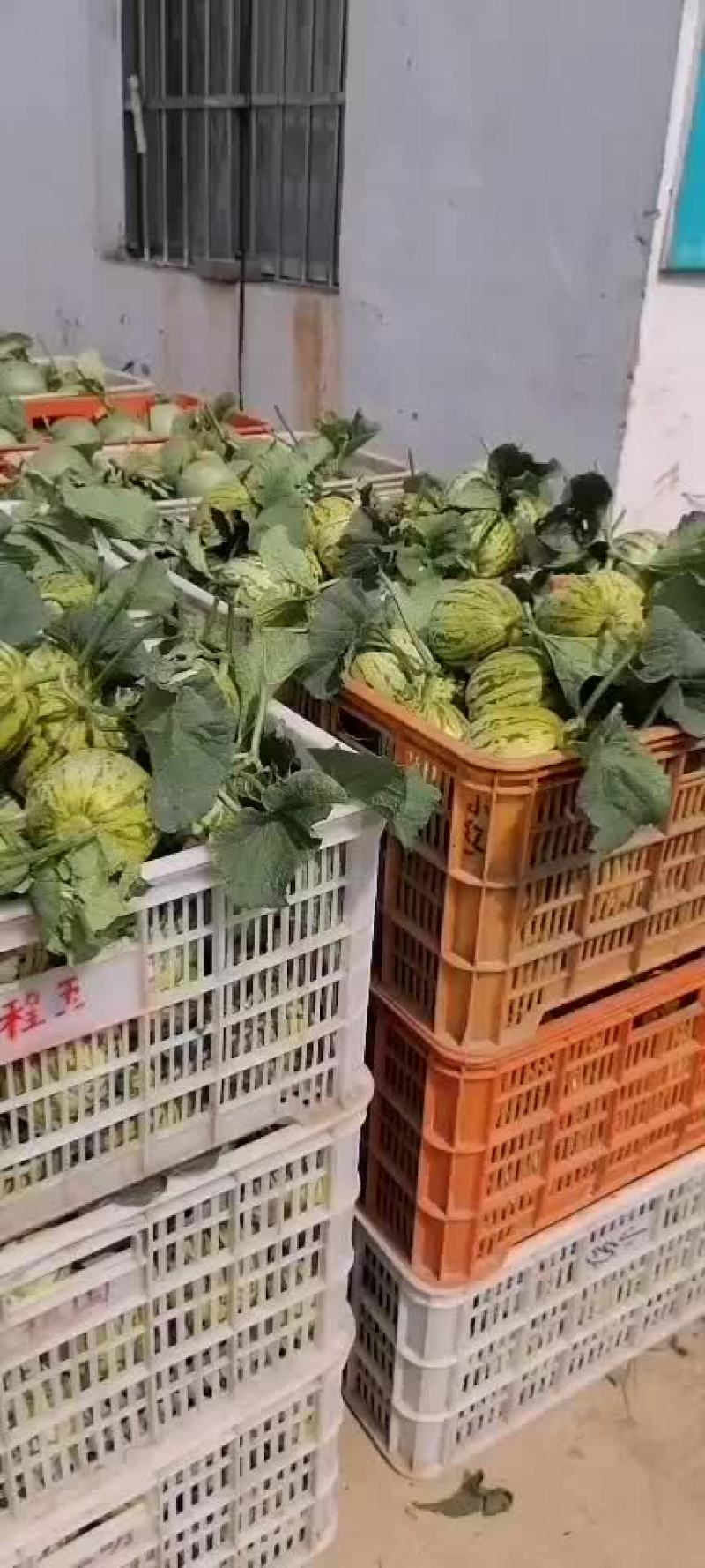 花蕾，绿宝甜瓜