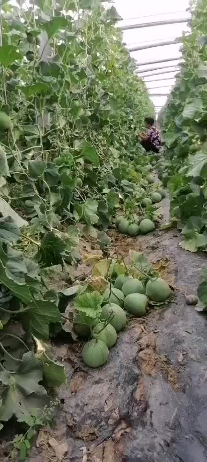 花蕾，绿宝甜瓜