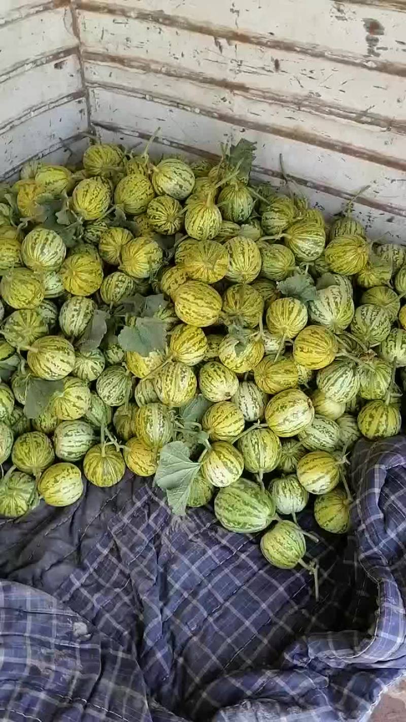 花蕾，绿宝甜瓜