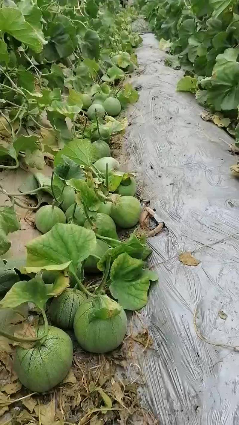 花蕾，绿宝甜瓜