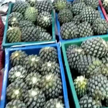 潮州菠萝