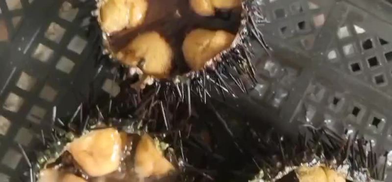 紫海胆
