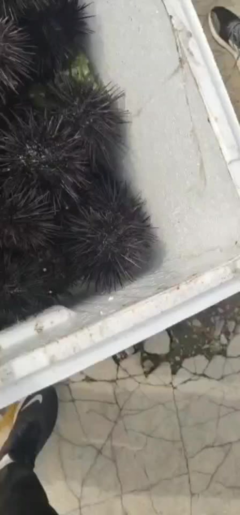 紫海胆