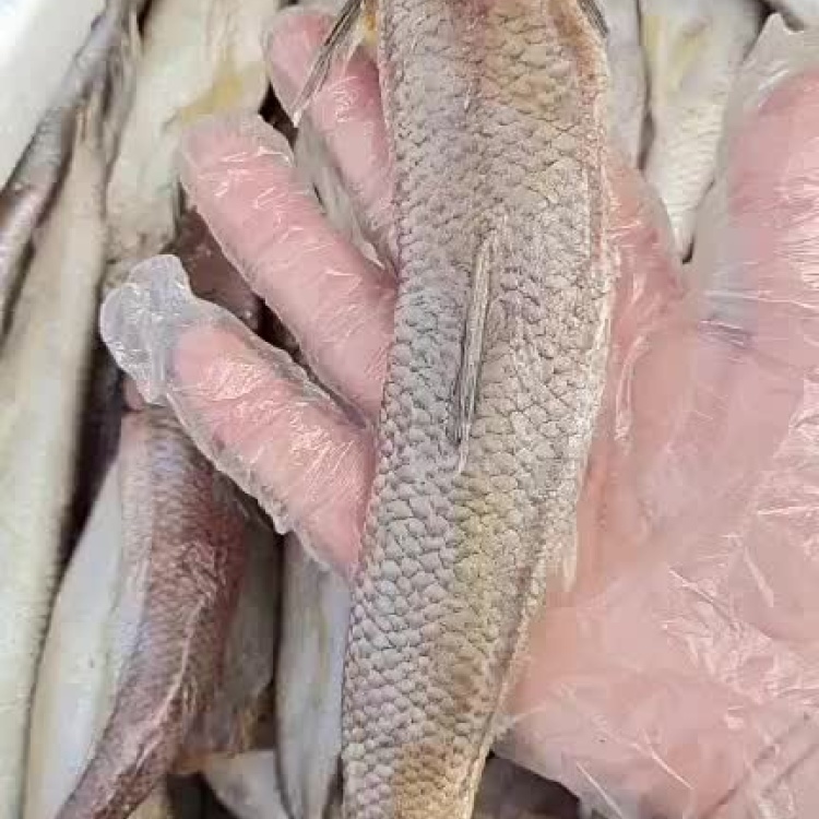 [棍子鱼批发]梭鱼棍,也叫棍子鱼,满满的全是肉,有大量现货!价格110.
