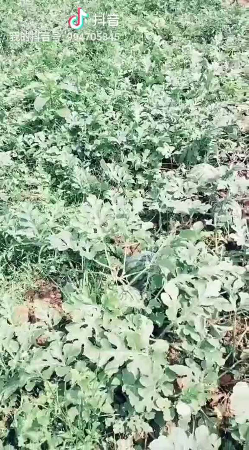 正宗红土壤山