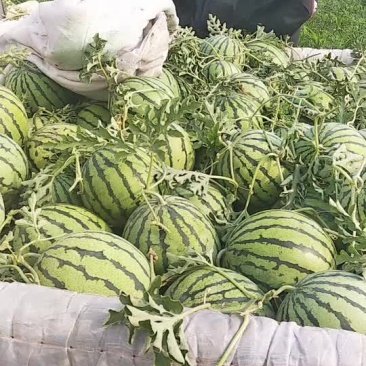 台头西瓜自产自销
