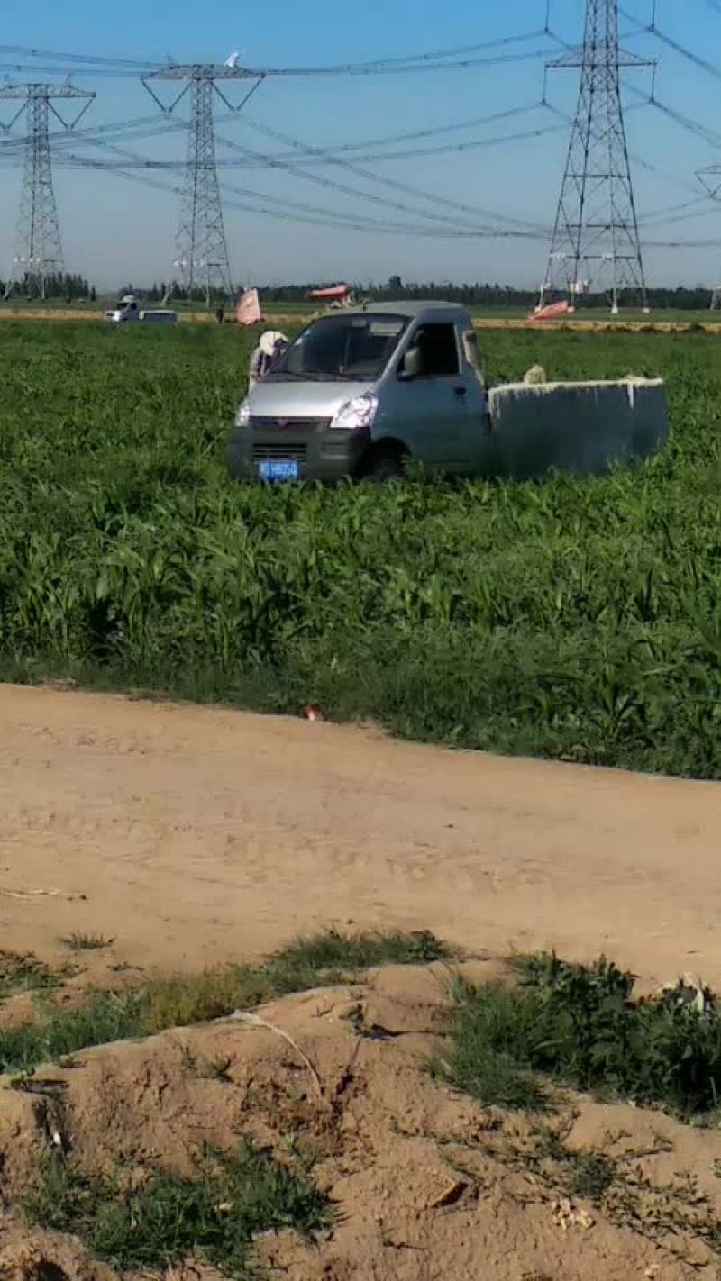 台头西瓜自产自销