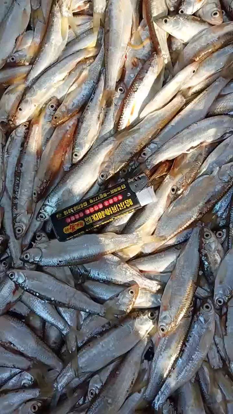 白条鱼