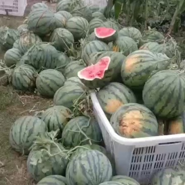精品西瓜
