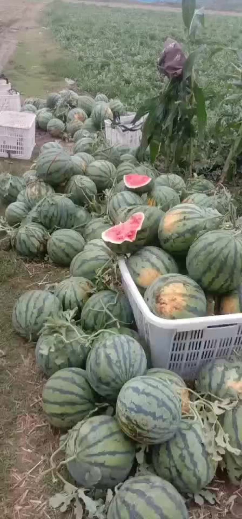 精品西瓜