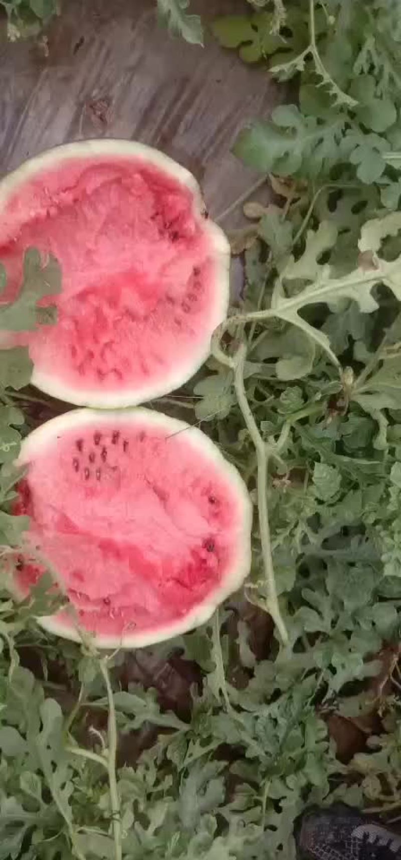 精品西瓜